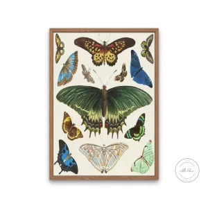 Vintage Butterfly Poster PRINTABLE WALL ART, French Insect Chart, Butterfly Illustration Wall Art, Biology Poster, Vintage Decor